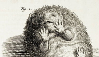 Обложка передачи Живые мысли